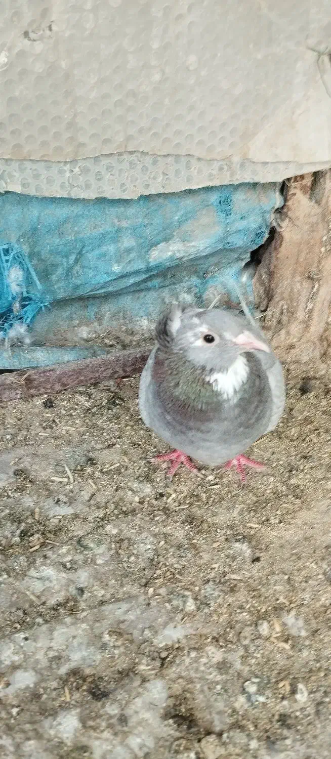 کبوتر|پرنده|کرمان, |دیوار