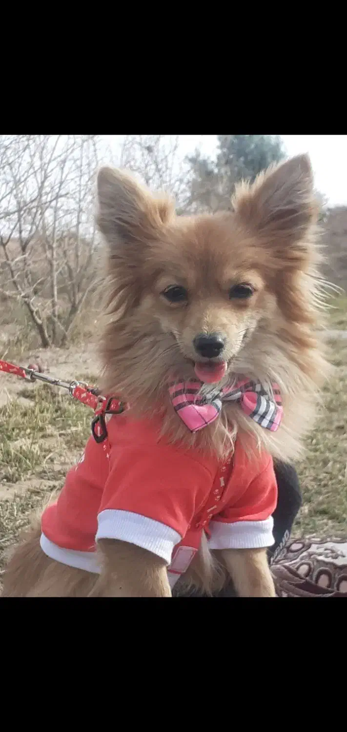 سگ پامر|سگ|ساوه, |دیوار