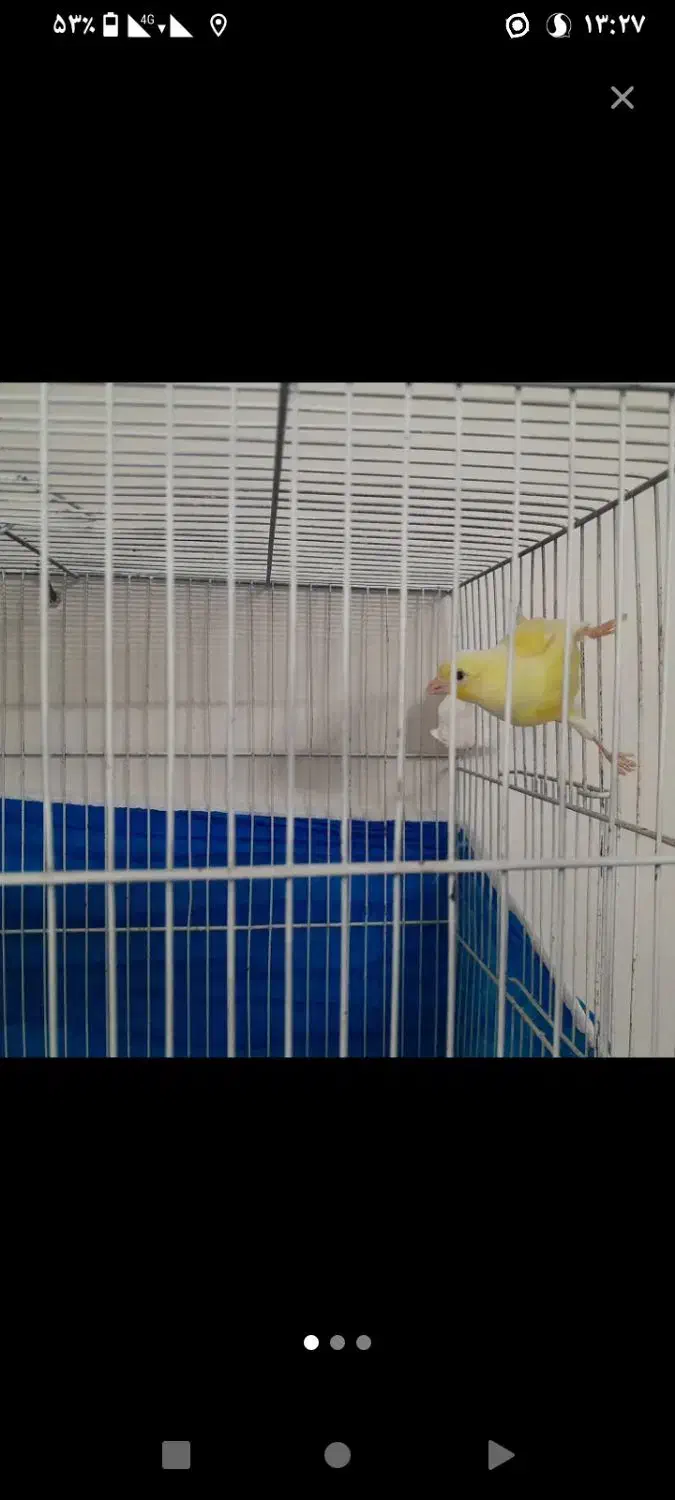 سهره قناری طوطی گرینچیک راهب عروس مینا|پرنده|مشهد, الهیه|دیوار