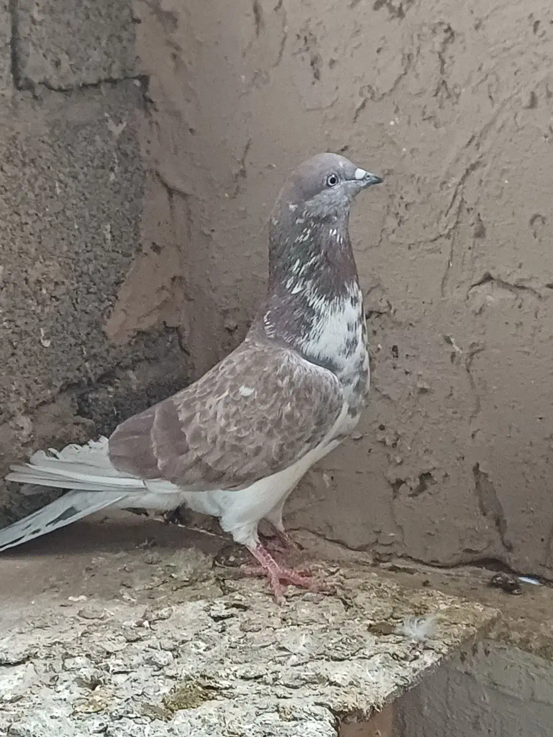 کبوتر پرشی|پرنده|معصومیه, |دیوار