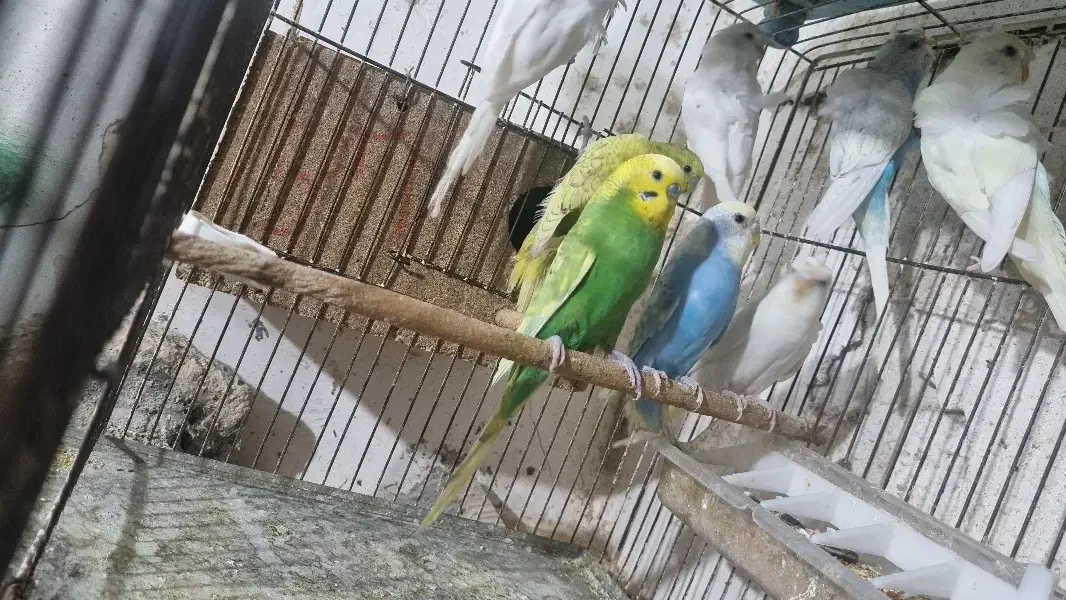 مرغ عشق پروانه ای رنگ خاص|پرنده|قم, کیوانفر|دیوار