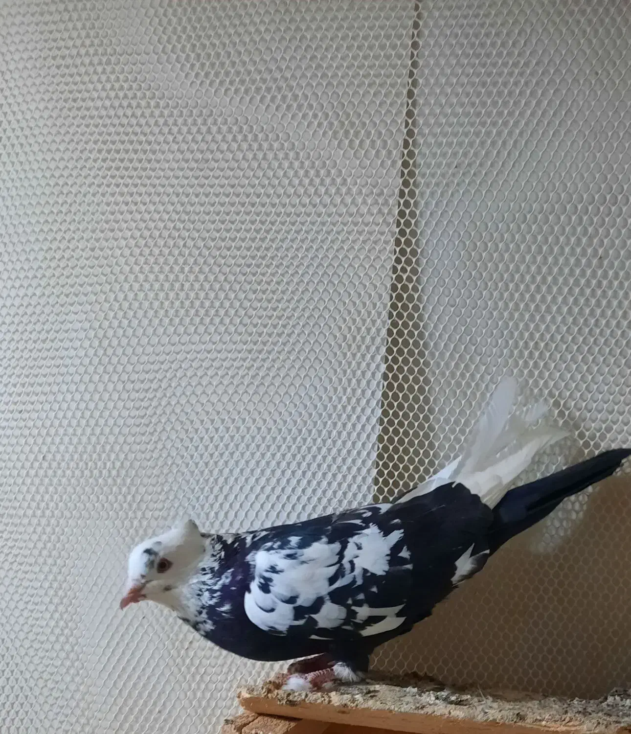 کبوتر|پرنده|شوط, |دیوار