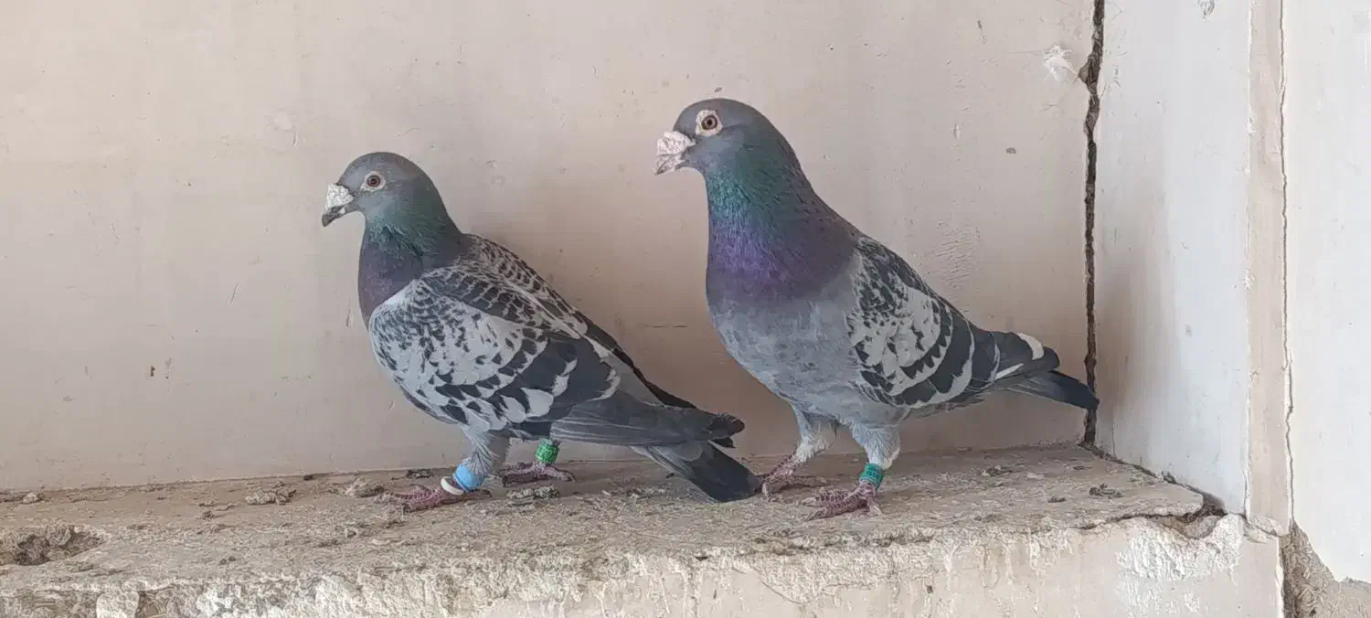 مسجدی ابلق کوهی قره|پرنده|آباده, |دیوار