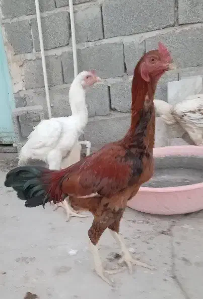 خروس و بوقلمون|حیوانات مزرعه|تخت, |دیوار