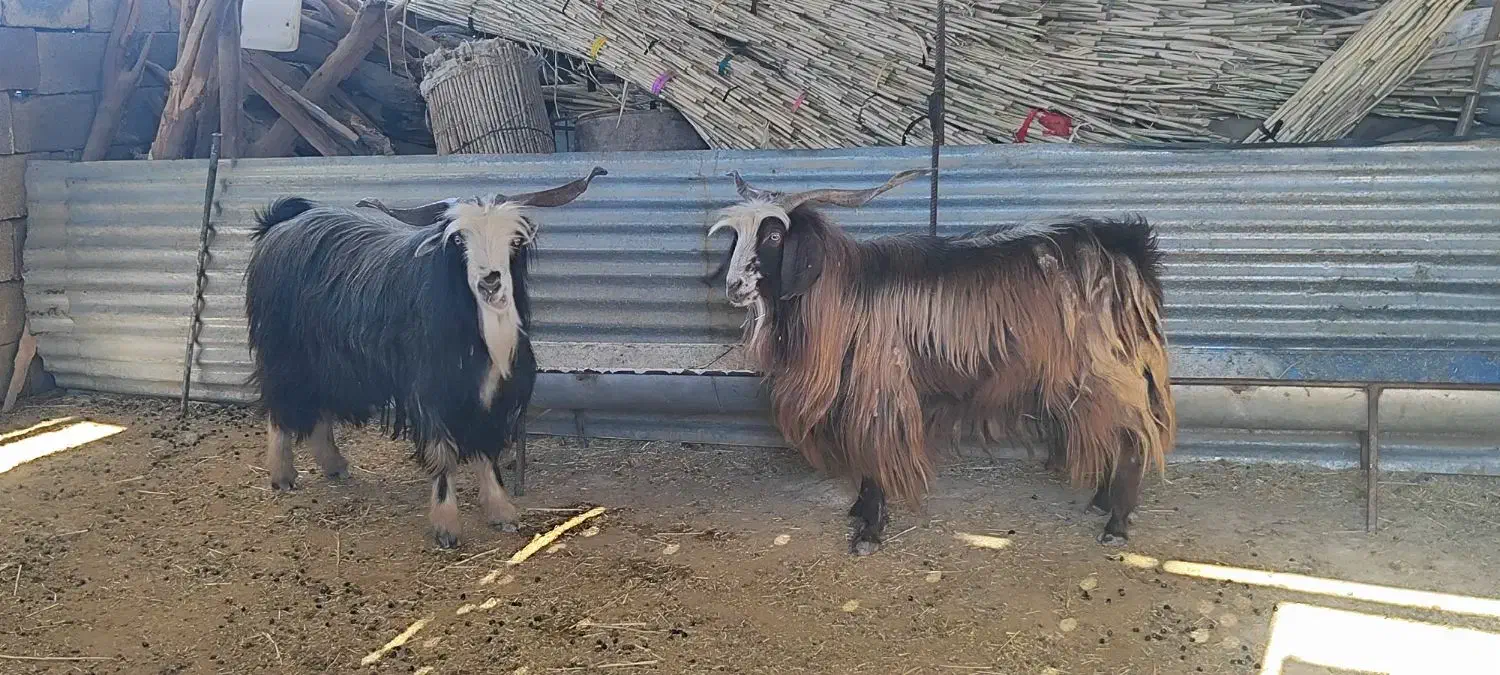 نر بز|حیوانات مزرعه|هندمینی, |دیوار