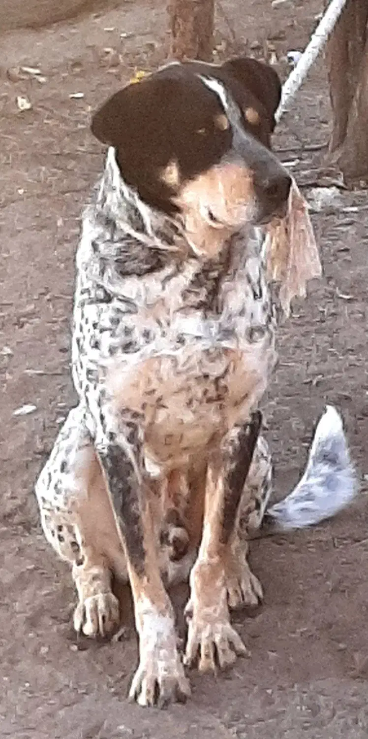 سگ شکاری حرف گوش کن|سگ|اردبیل, |دیوار