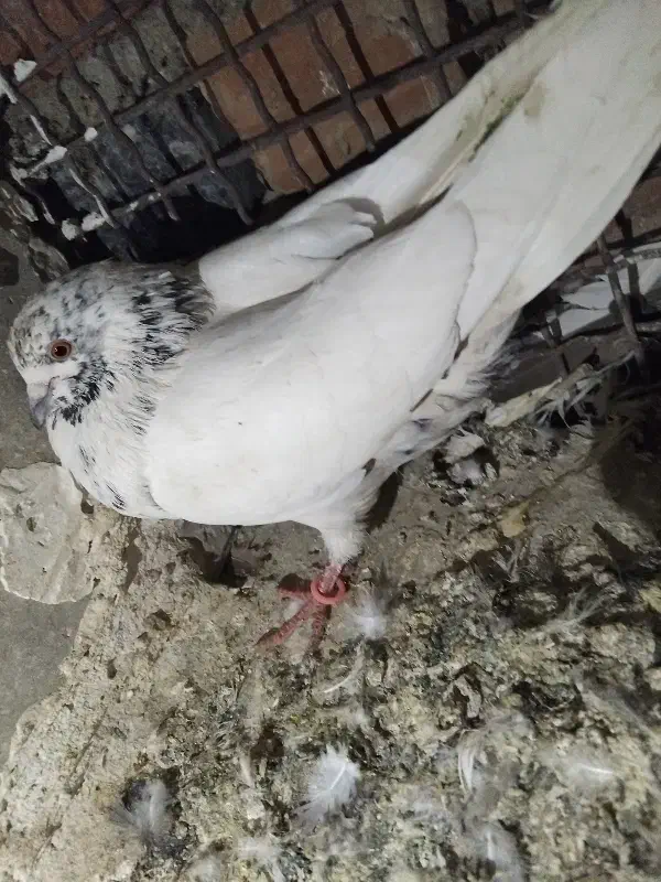 کبوتر گمشده ی نر خالسبز با ی سبز جوانه|پرنده|خاش, |دیوار