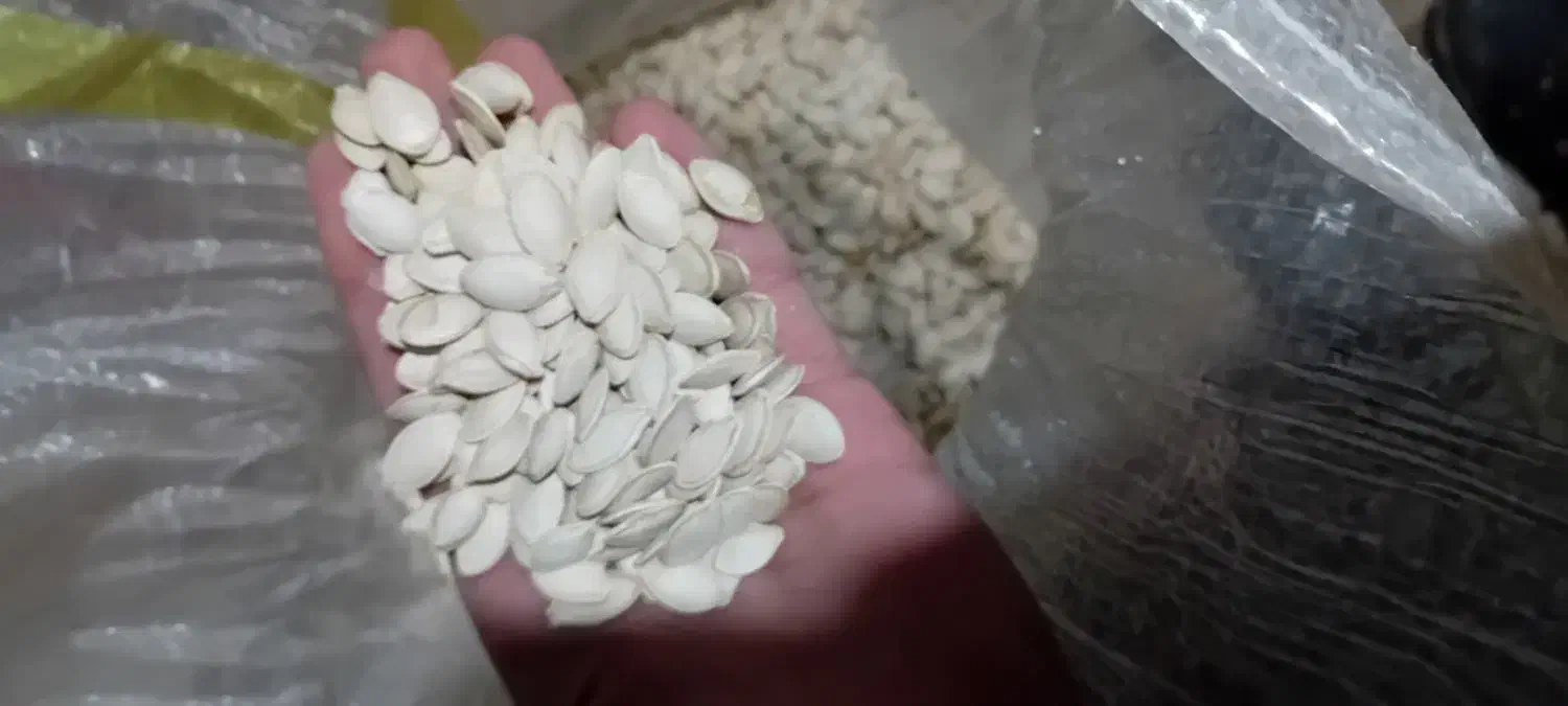 تخمه کدو|خوردنی و آشامیدنی|آوج, |دیوار