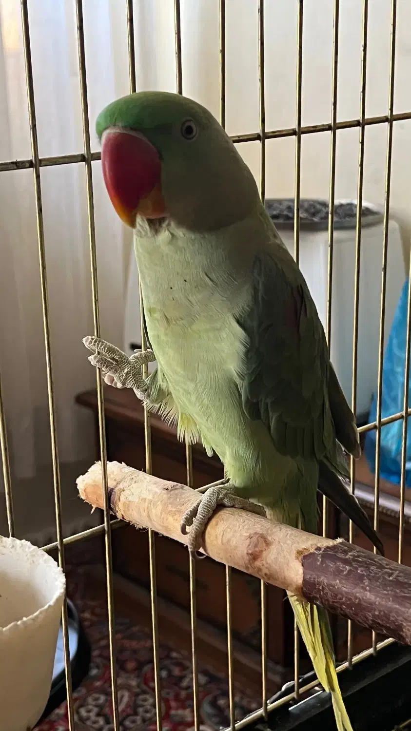 طوطی|پرنده|لواسان, |دیوار