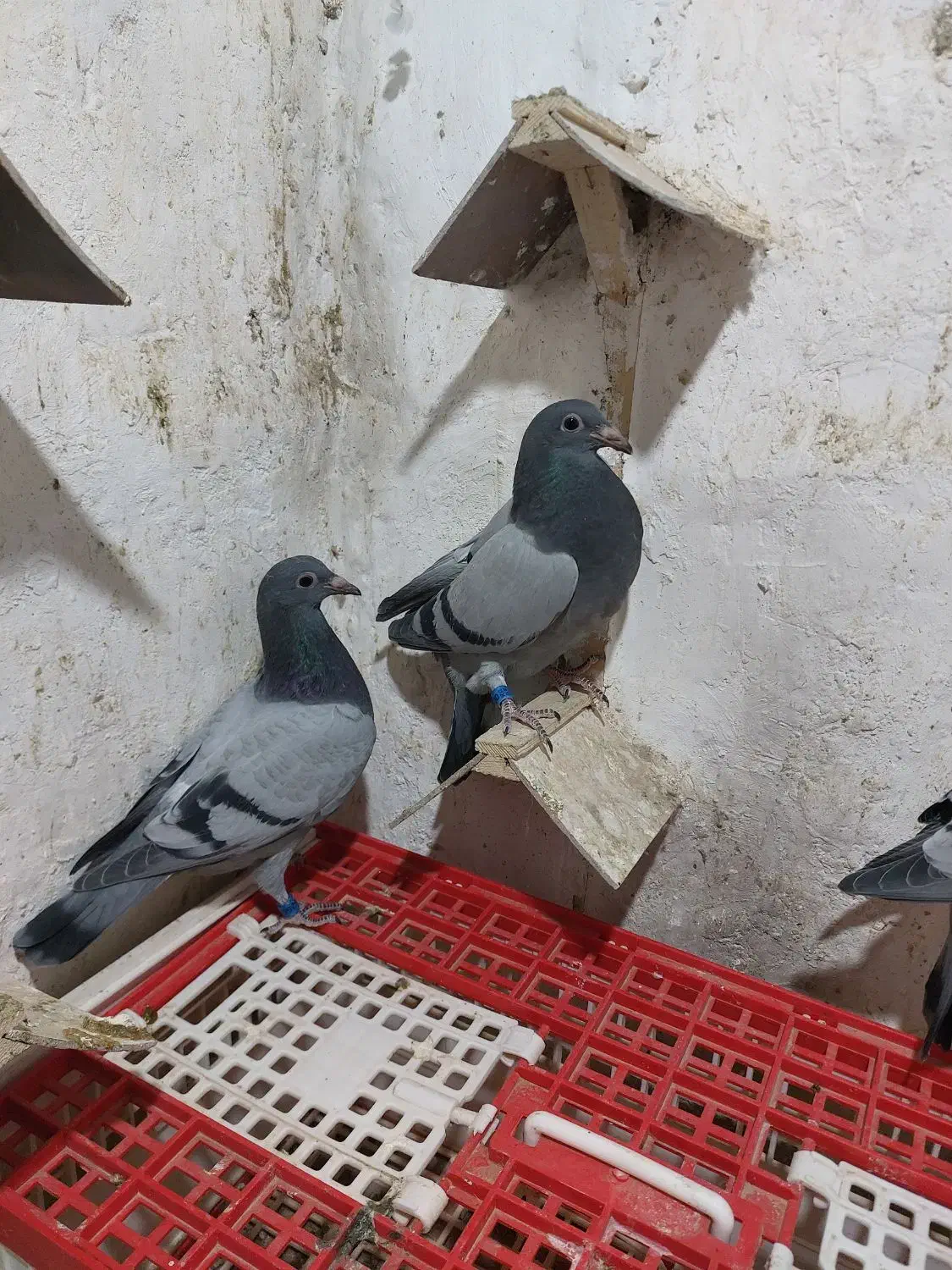 جوجه پلاکی مسافتی|پرنده|مشهد, امیریه|دیوار