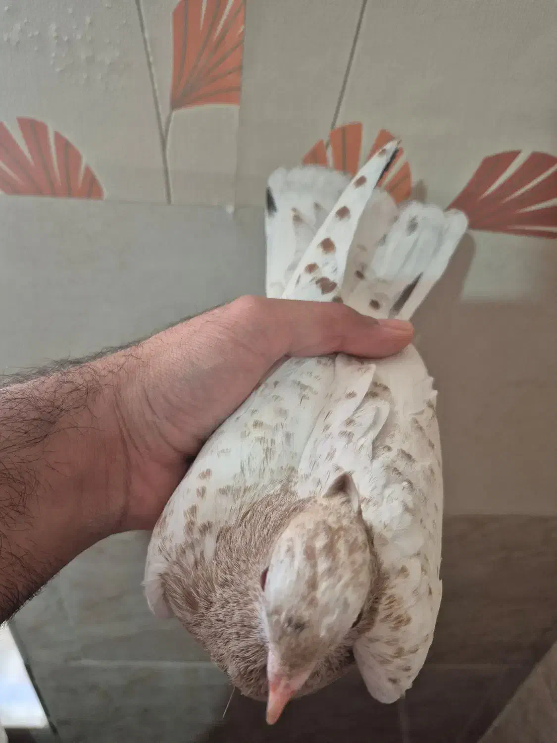 کفتر گمشده|حیوانات|شیراز, دارالرحمه|دیوار