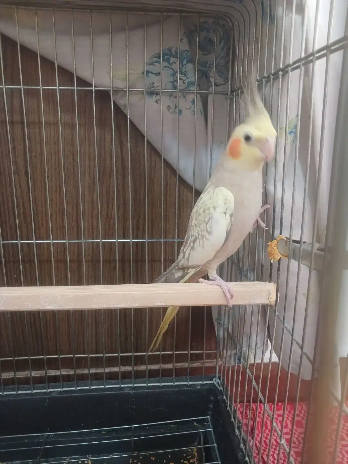 عروس هلندی|پرنده|قدس, شهر‌قدس|دیوار