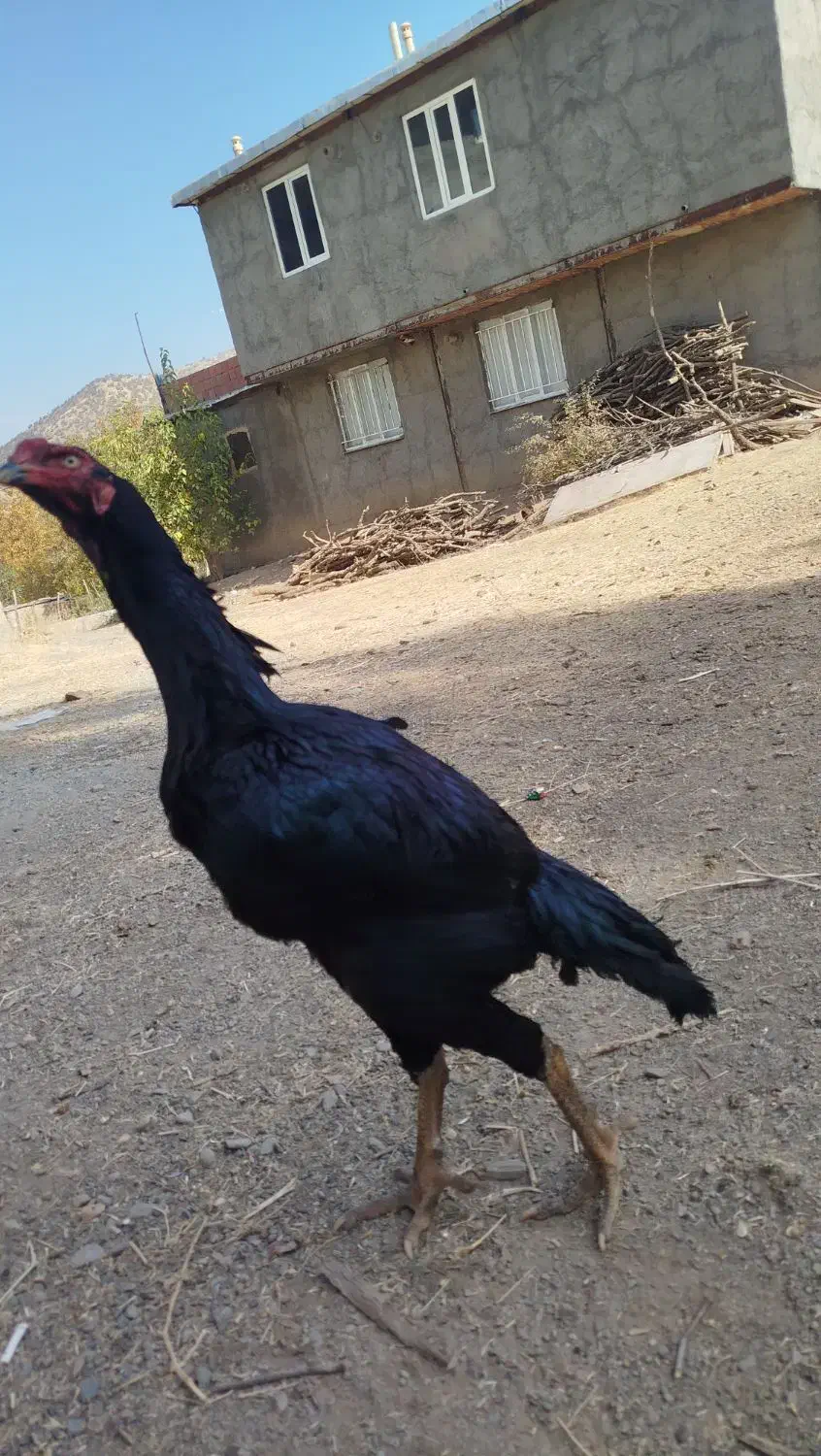 خروس لاری|حیوانات مزرعه|خاو و میرآباد, |دیوار