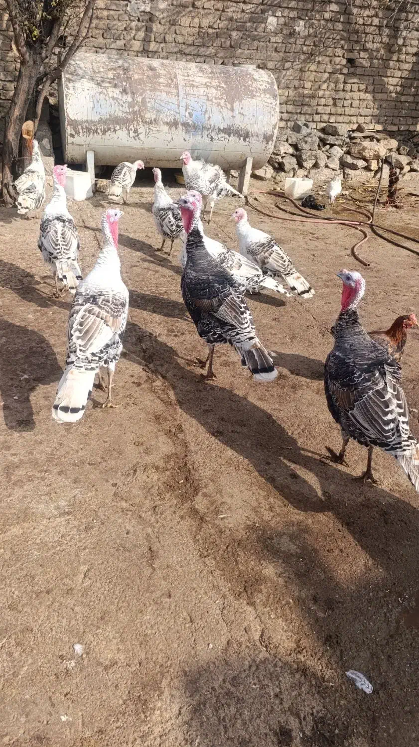 بوقلمون|حیوانات مزرعه|بیرانوند, |دیوار