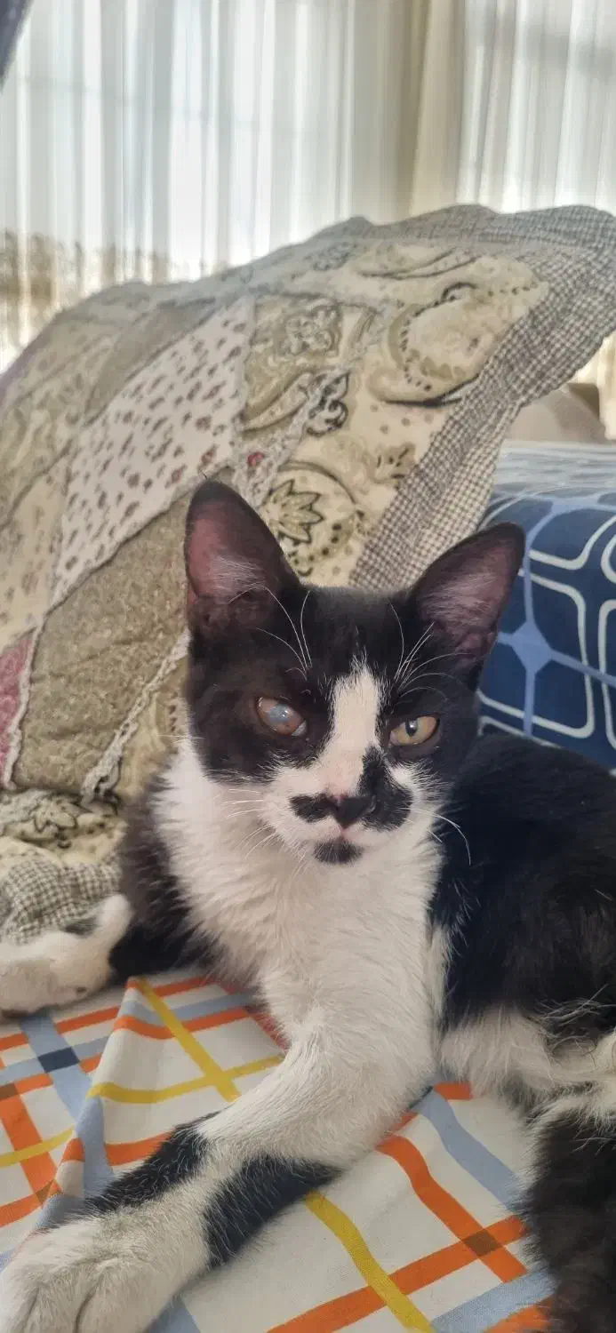 واگذاری رایگان بچه گربه دستی|گربه|داراب, |دیوار