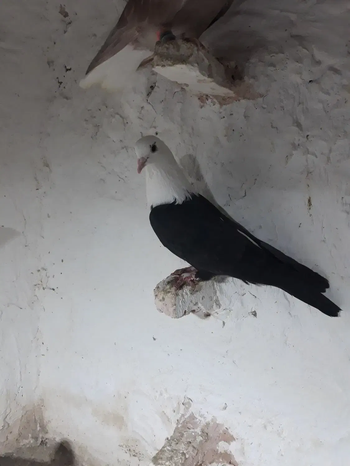 کله سفید و زرد و دم سفید|پرنده|سبزوار, شرق کال میانی|دیوار