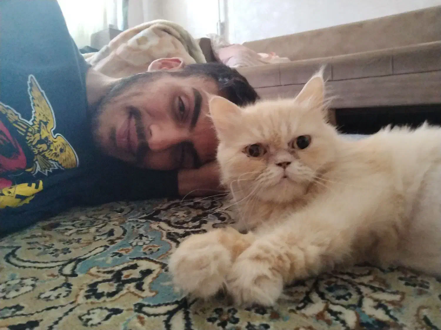 گربه گمشده در جعفری مذهب|حیوانات|رشت, آب و برق|دیوار