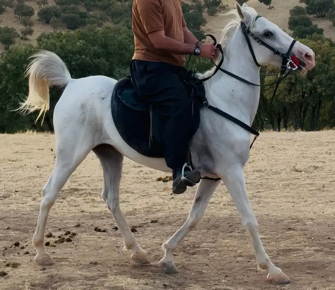 مادیان کورد|اسب و تجهیزات اسبسواری|جوانرود, |دیوار