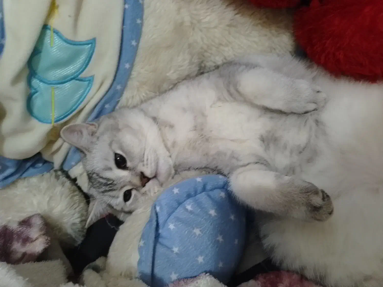 واگذاری گربه سفید نژاد اسکاتیش شورت هیر|گربه|کرمانشاه, |دیوار