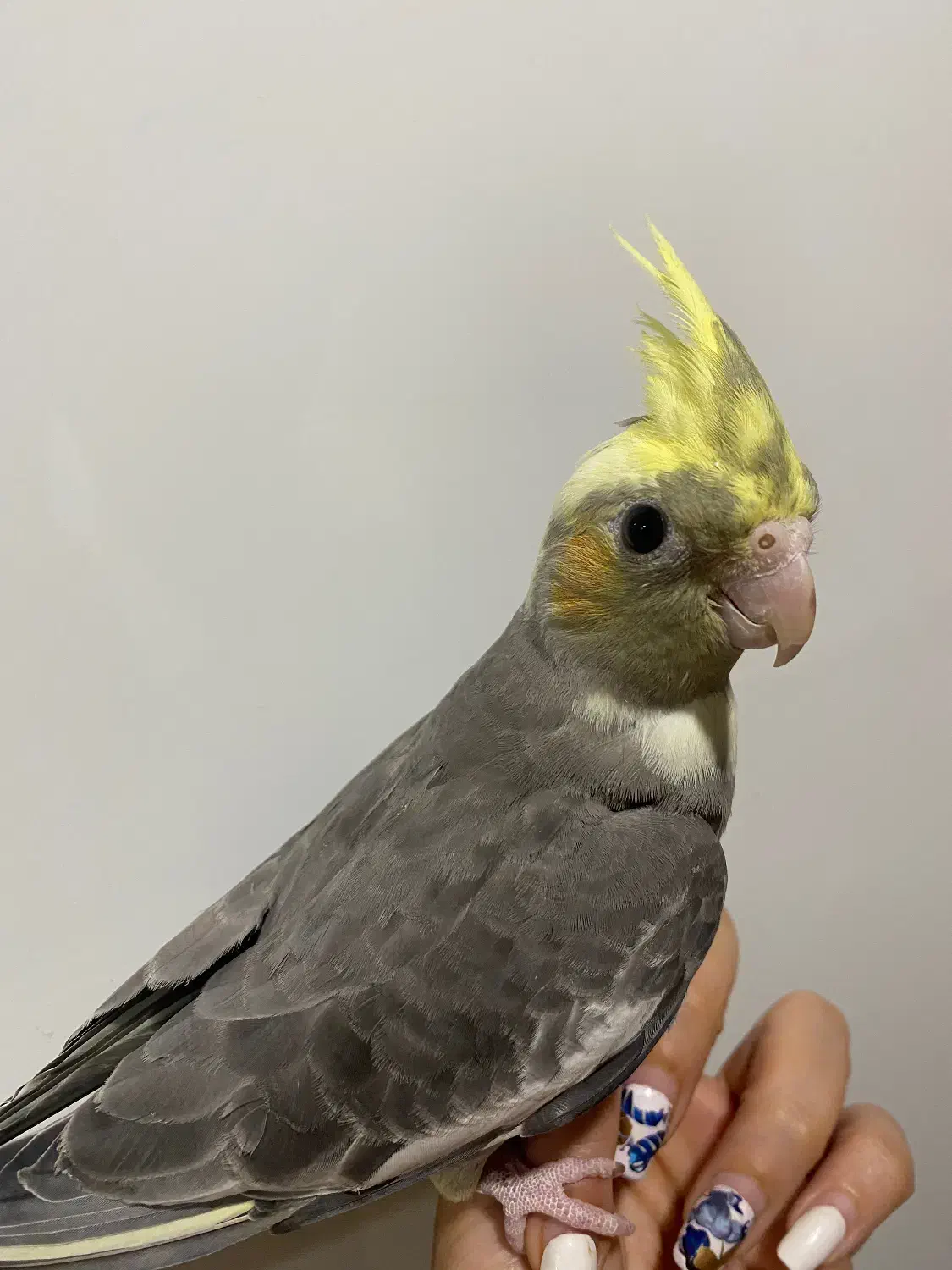 عروس هلندی دستی|پرنده|کرج, باغستان|دیوار