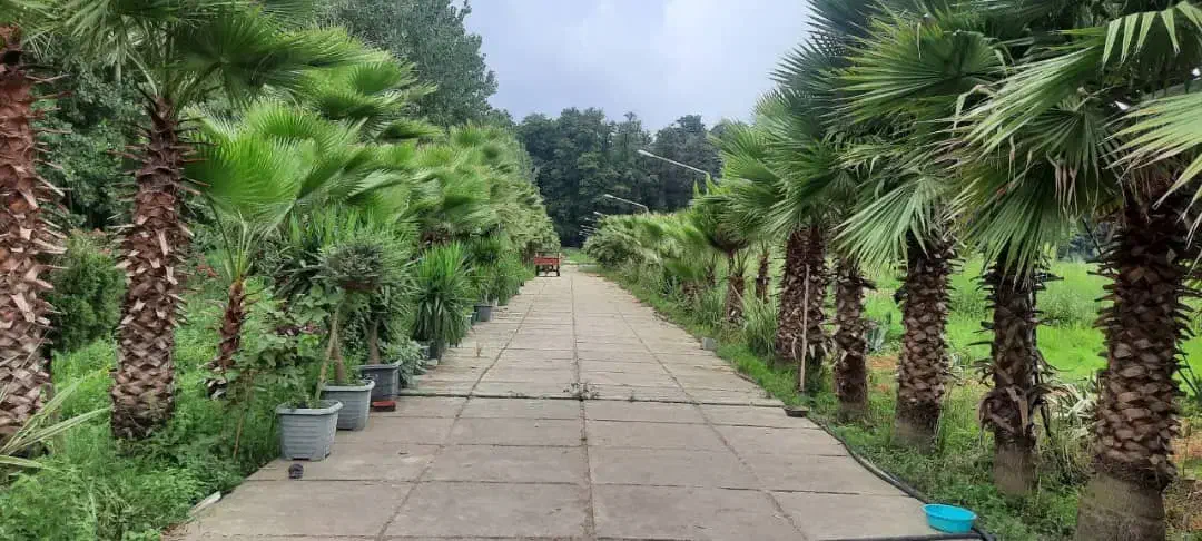 تنکابن10هکتارزمین150مترویلا ۳تاسرایداری سند۶شدانگ|فروش زمین و ملک کلنگی|نشتارود, |دیوار