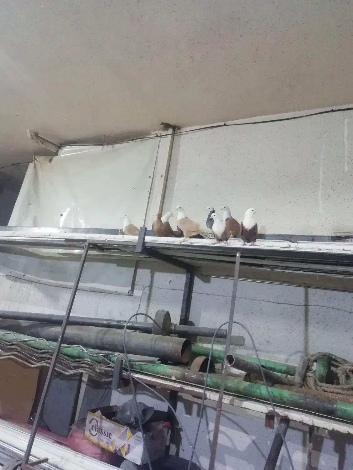 5عدد کله سفید جوانه|پرنده|سبزوار, امیر کبیر|دیوار