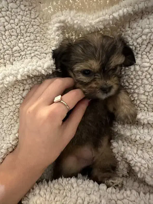 سگه شیتزو|سگ|محمدیه-قزوین, |دیوار