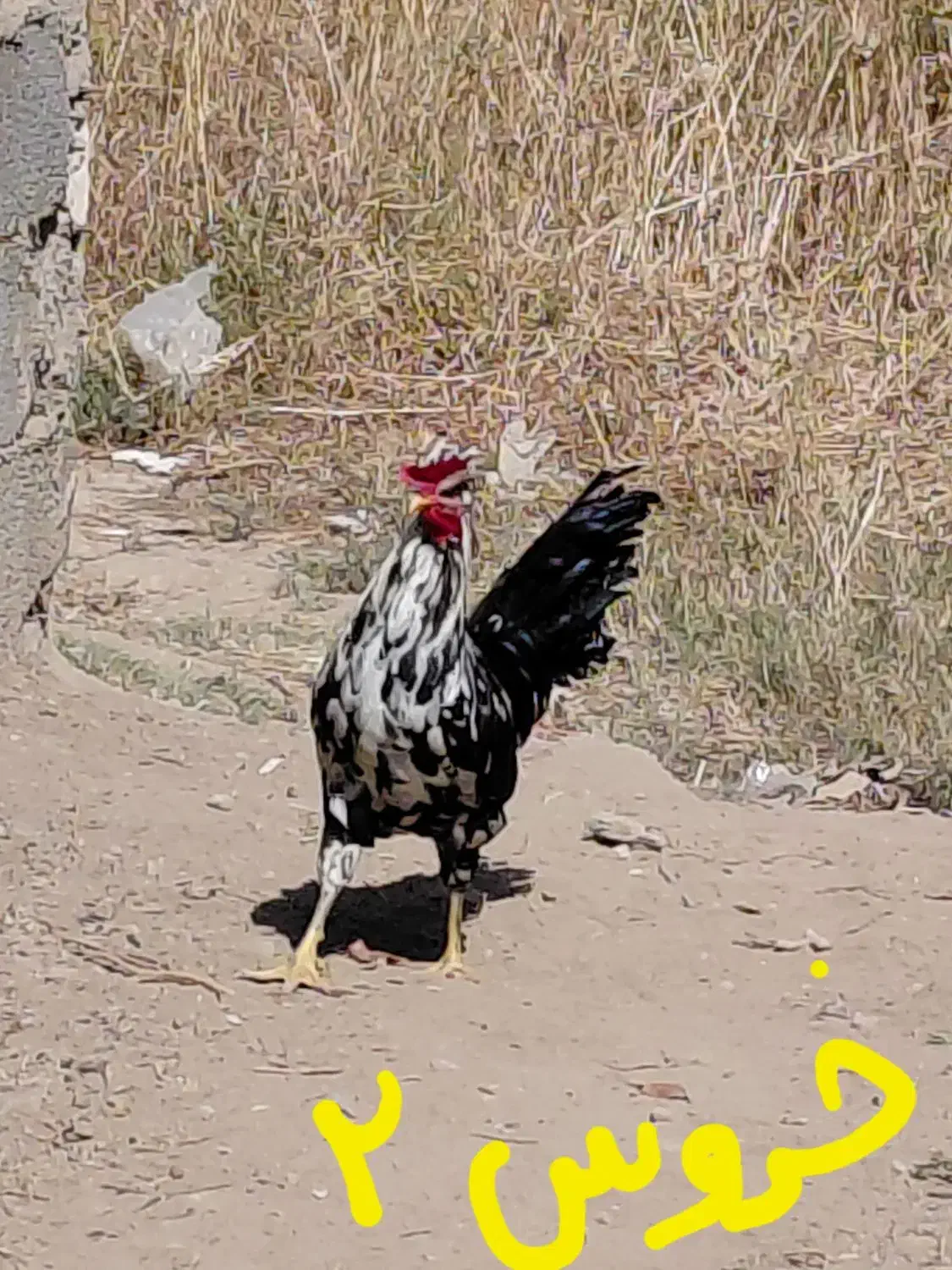 مرغ و خروس گلین با جوجه هاش|حیوانات مزرعه|خمینیشهر, |دیوار