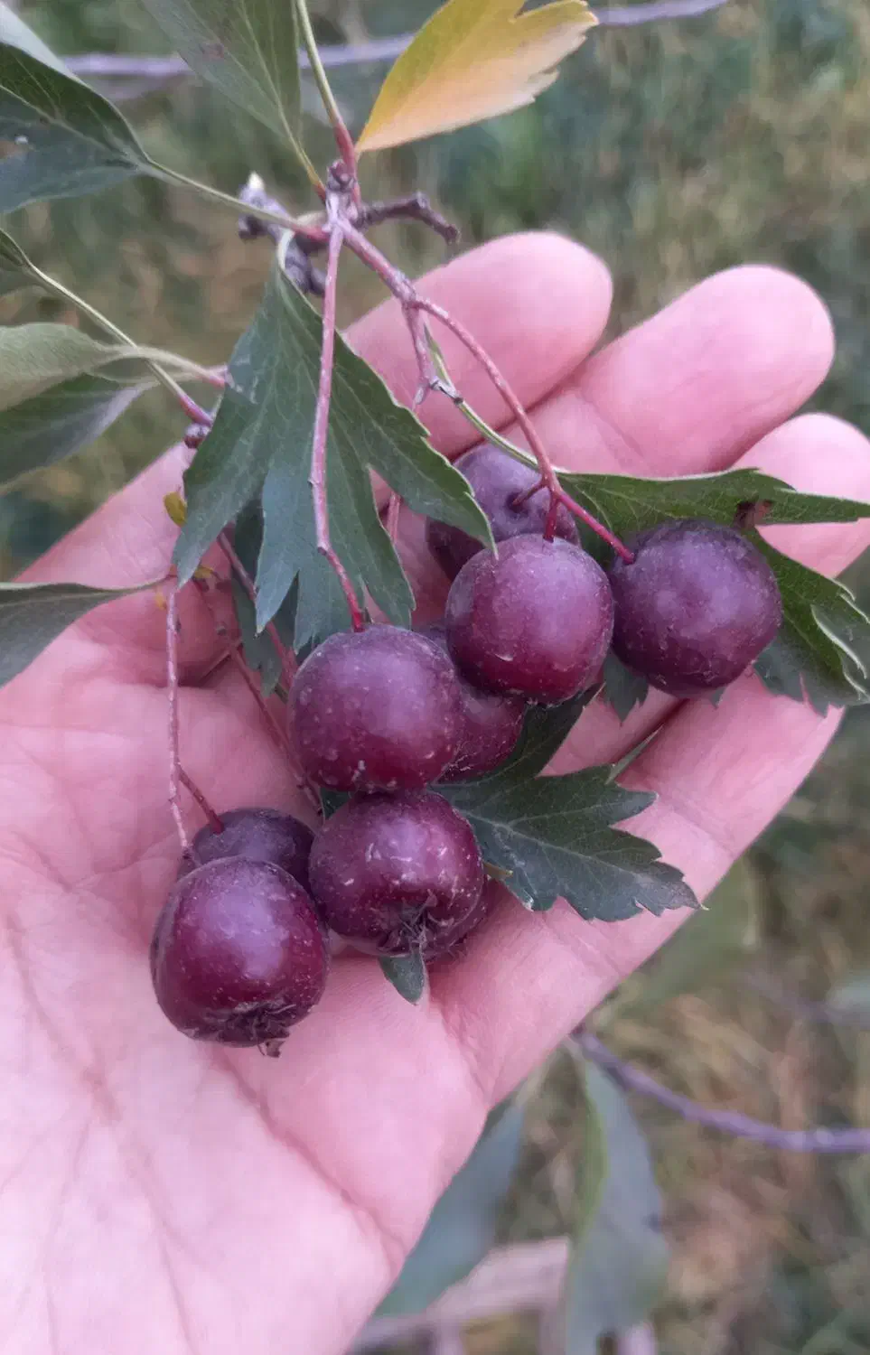 زالزالک کشاورزی خوشمزه و شیرین|خوردنی و آشامیدنی|خوی, |دیوار