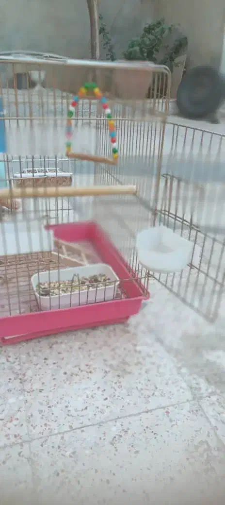قفس عروس هلندی|لوازم جانبی حیوانات|شیراز, کوشک میدان|دیوار