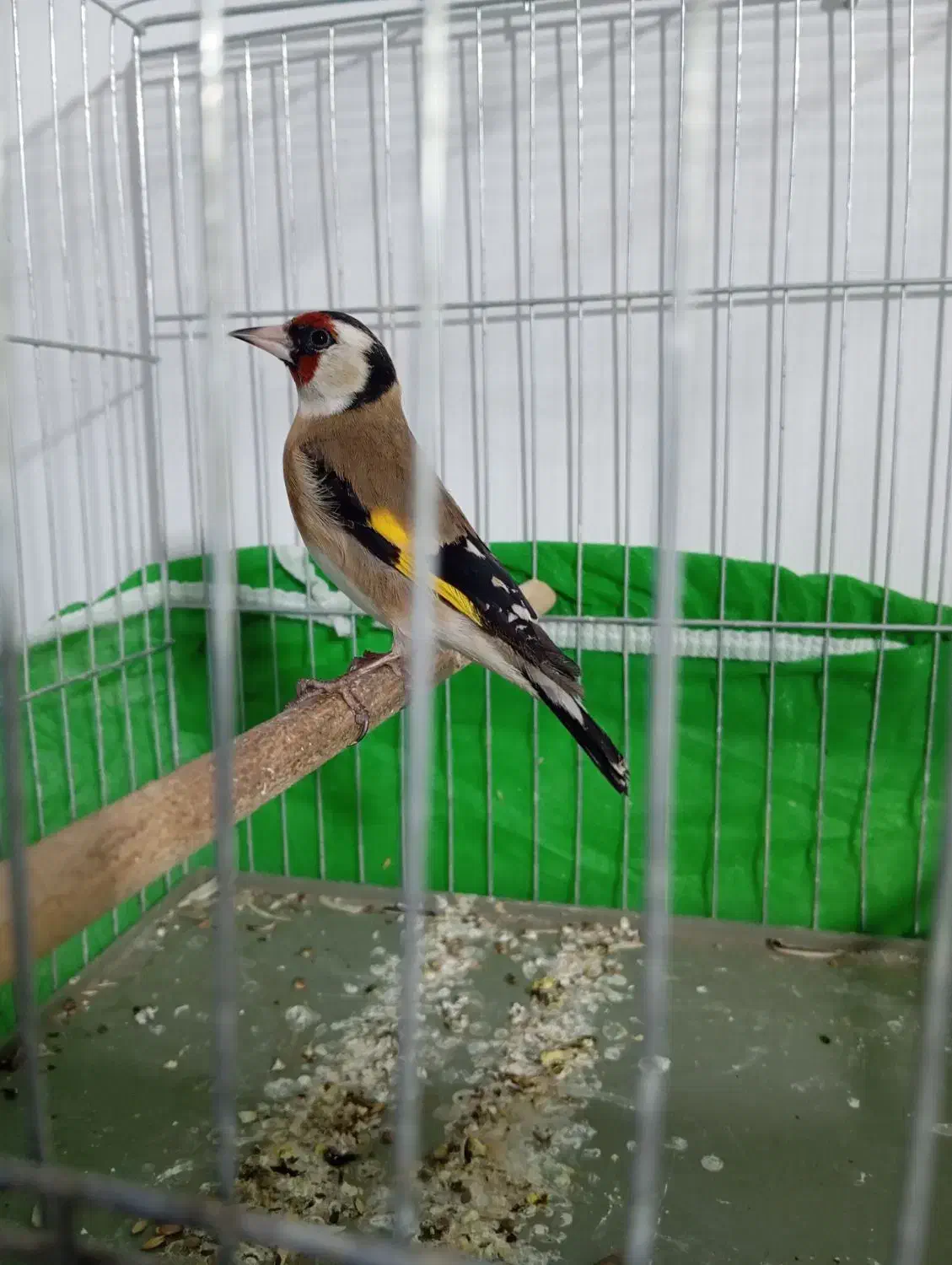 سهره سقا کرمانشاهی|پرنده|کرمان, |دیوار