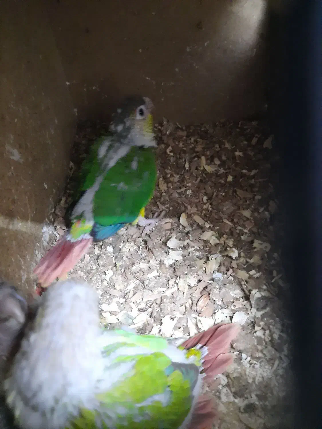 طوطی جوجه گریچیک|پرنده|بیرجند, |دیوار