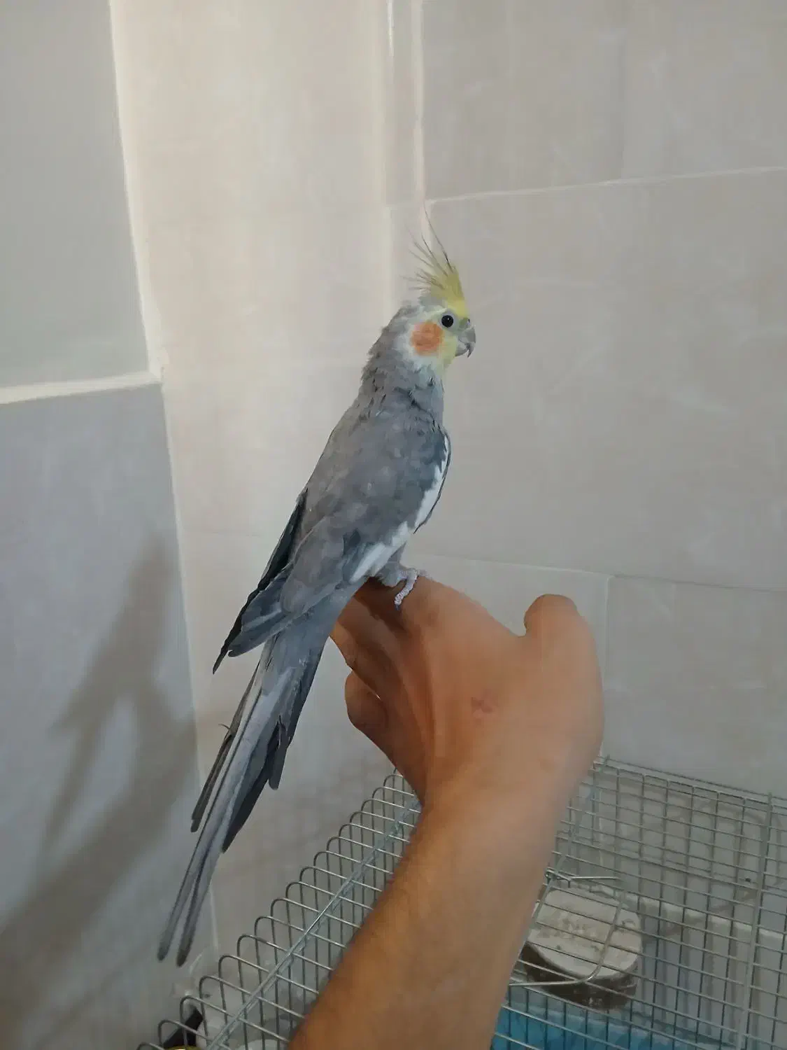 عروس هلندی نر ۱۰ ماهه|پرنده|قزوین, |دیوار