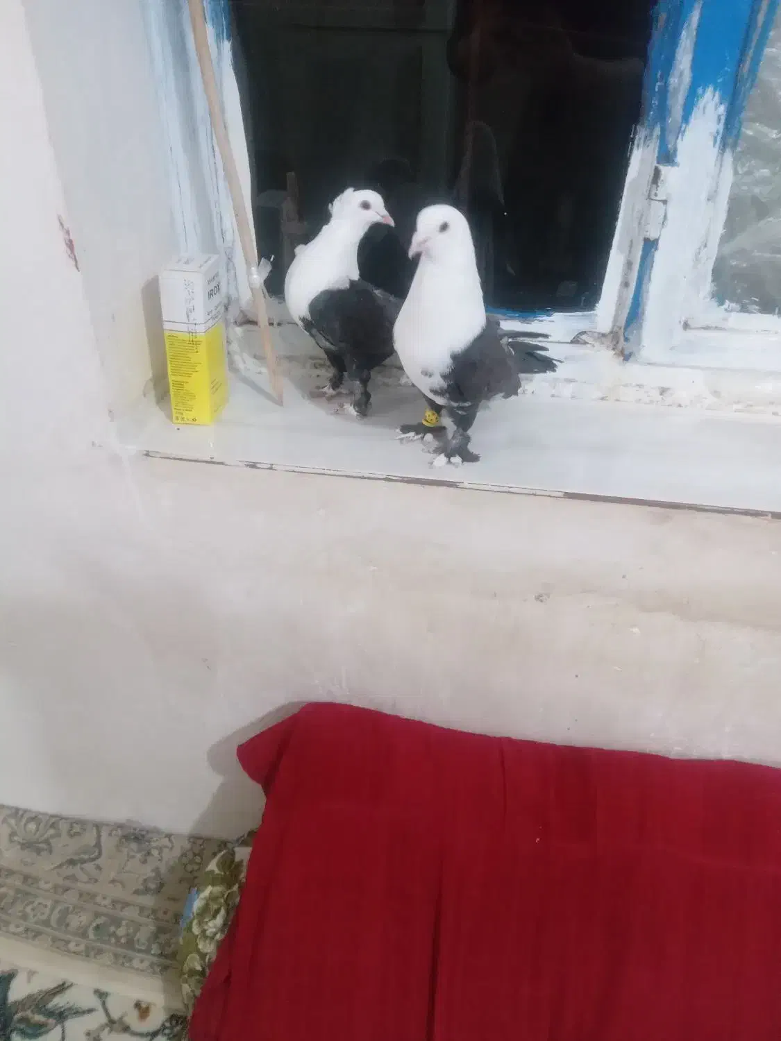 کله سفید|حراج|اسدآباد, |دیوار