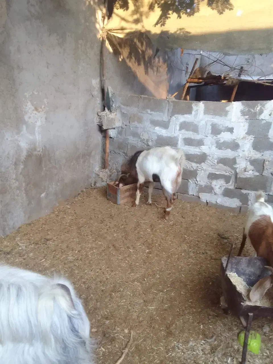 کَل، یوور ، پازن|حیوانات مزرعه|بندر کنگان, |دیوار