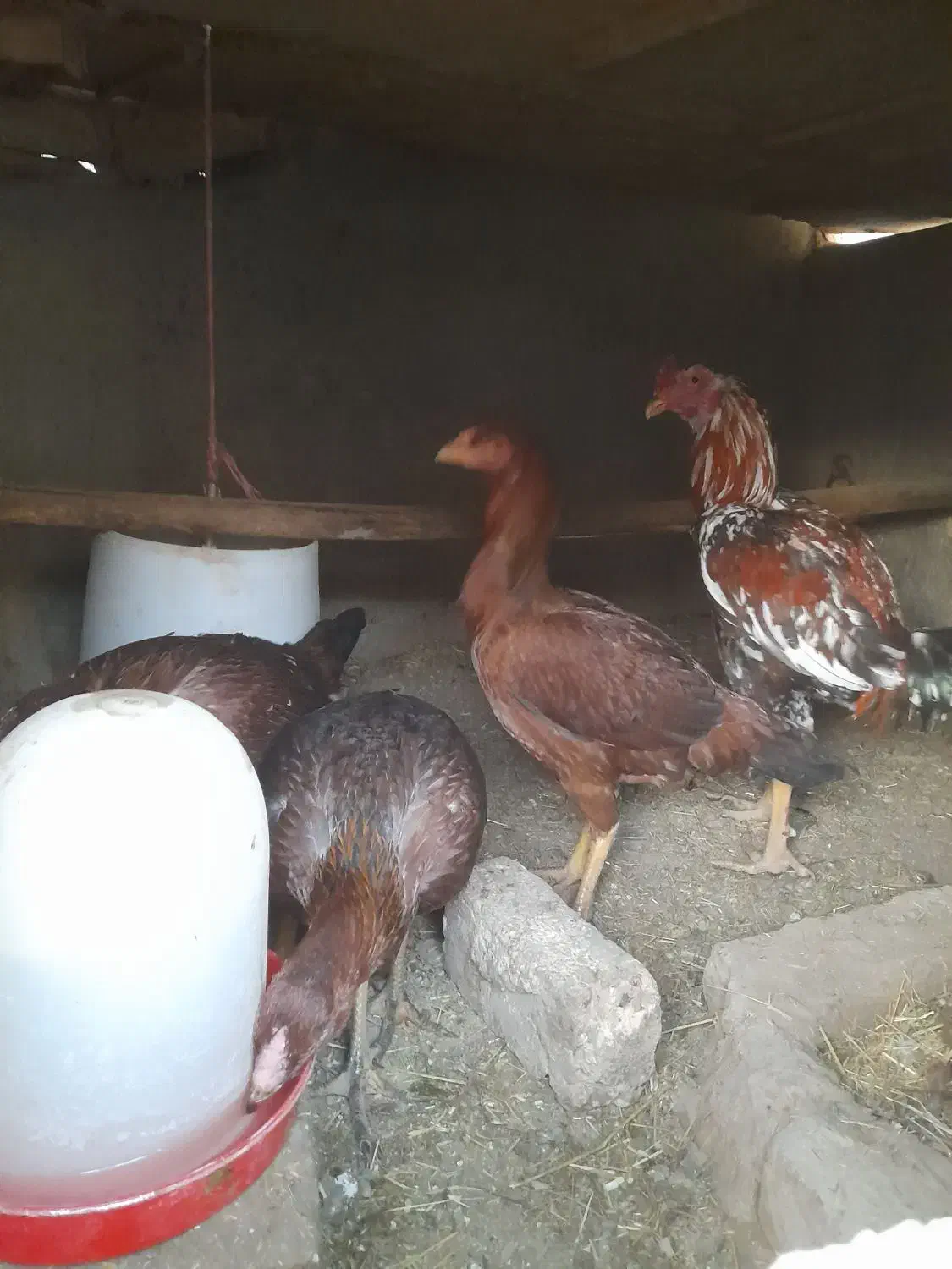 لاری|حیوانات مزرعه|گلپایگان, |دیوار