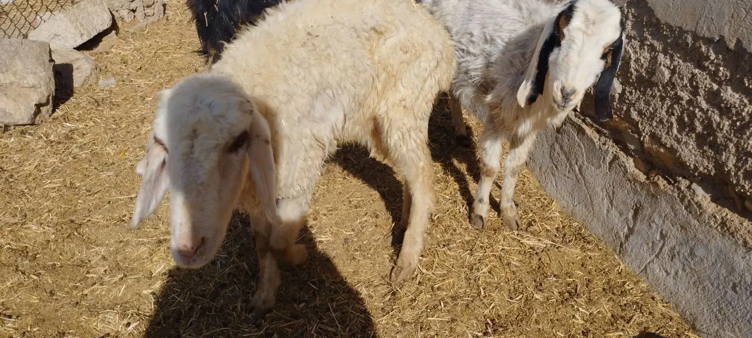 فروش شیشک و بز قیمت مناسب|حیوانات مزرعه|رحمتآباد, |دیوار