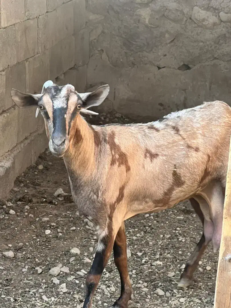 بز پچی نر و ماده فروشی|حیوانات مزرعه|خمیر, |دیوار