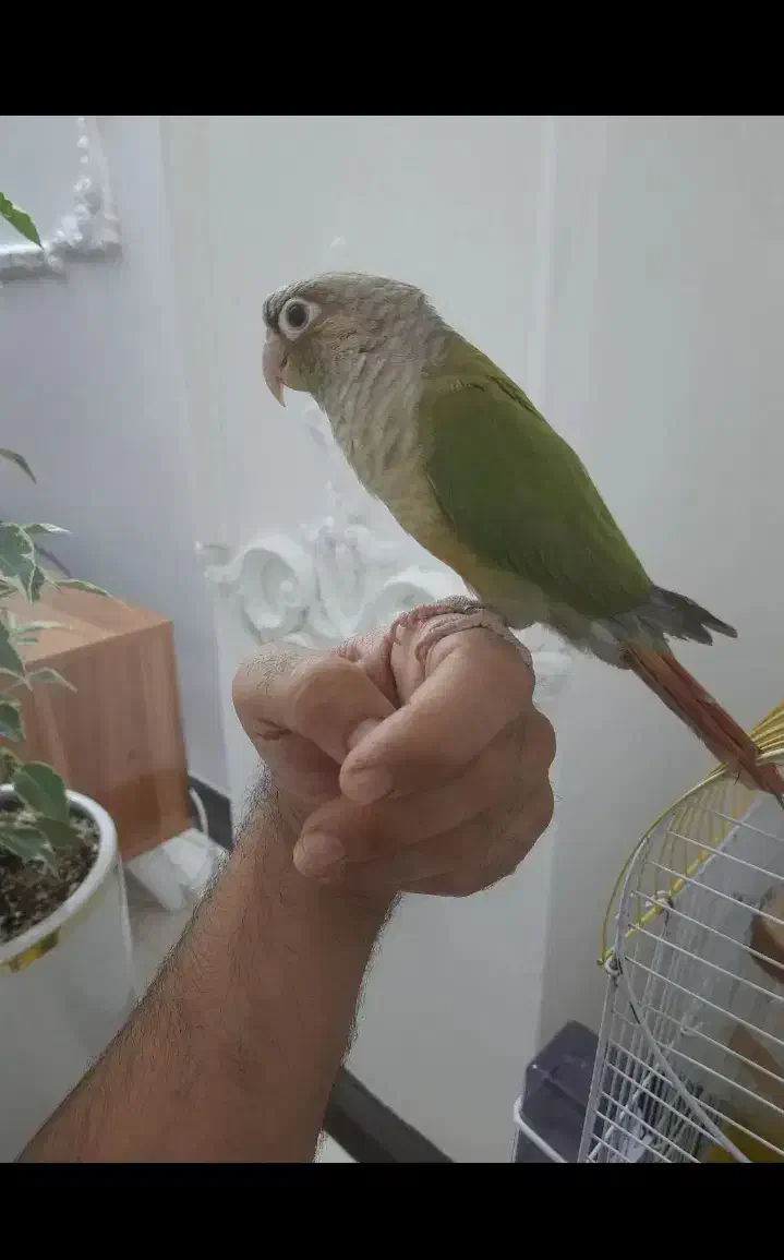 قبول سرپرستی پرندگان شما|پرنده|نوشهر, |دیوار