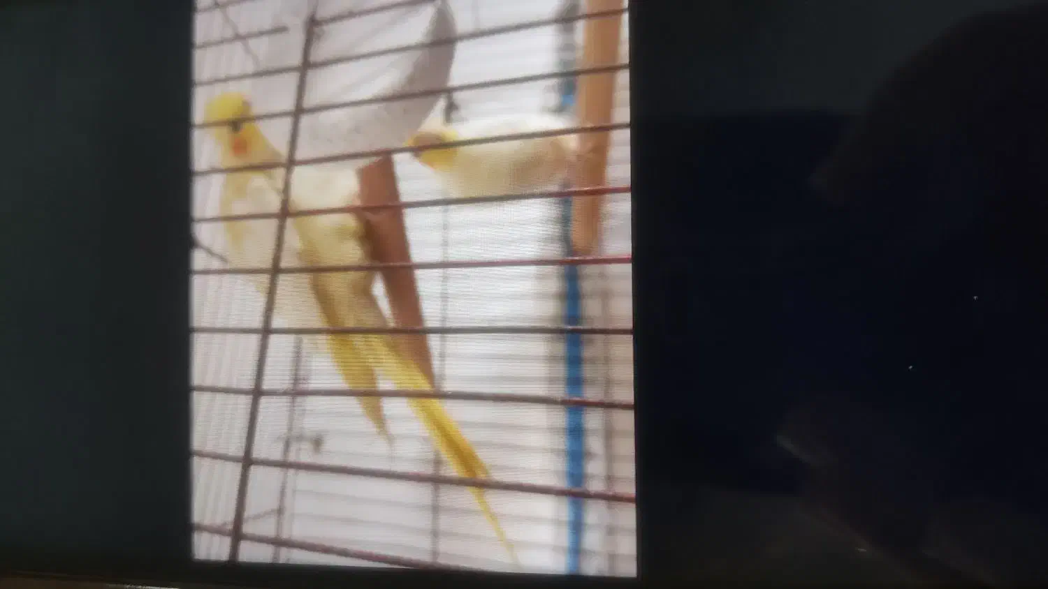 یک جفت عروس هلندی مولد|پرنده|جم, |دیوار