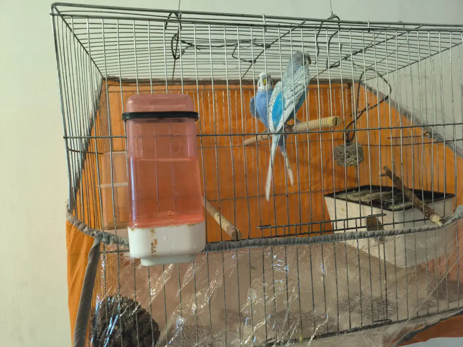 مرغ عشق|پرنده|ارومیه, |دیوار