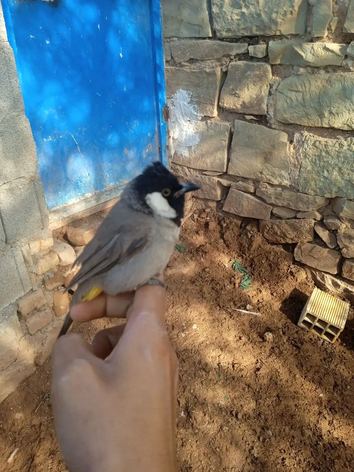 پرنده|پرنده|مسجد سلیمان, |دیوار