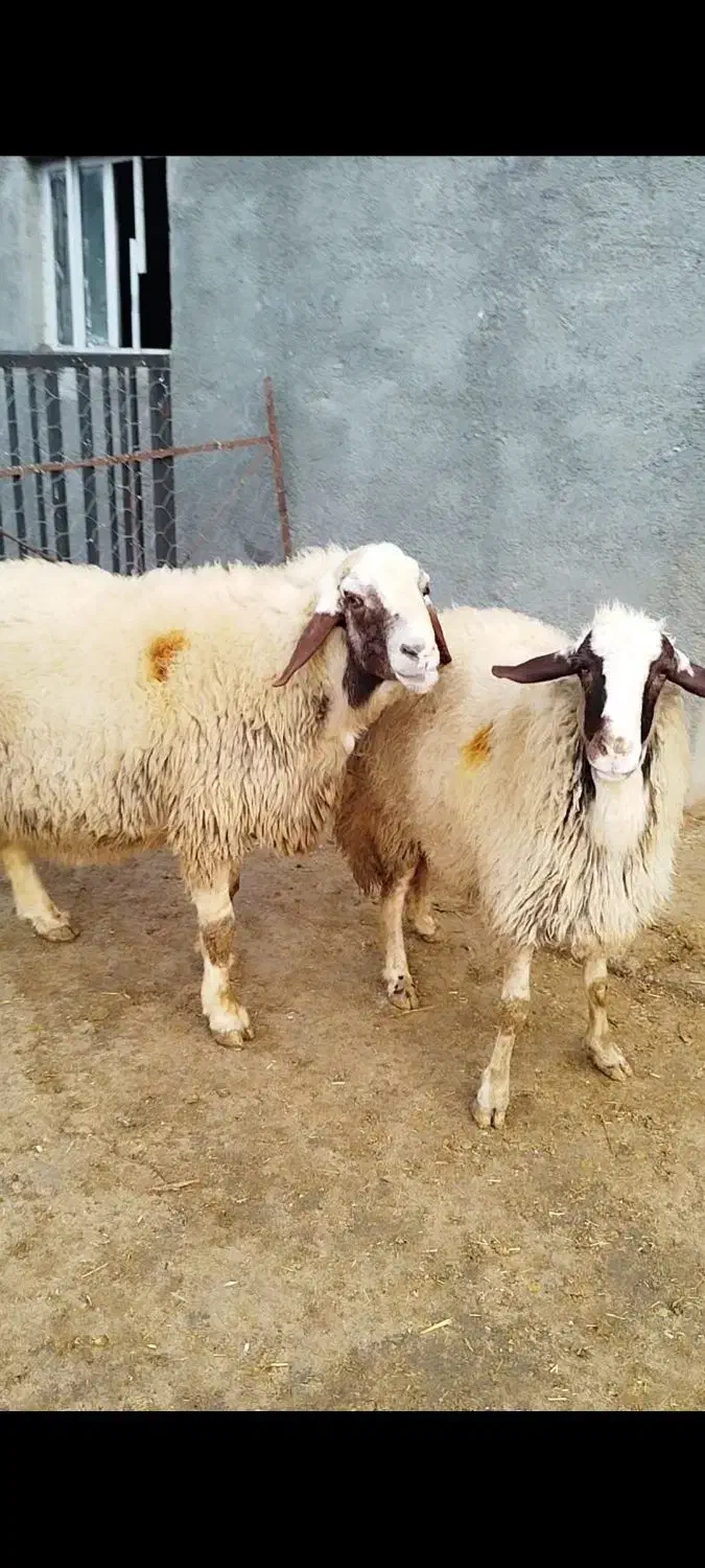 قوچ|حیوانات مزرعه|کامیاران, |دیوار