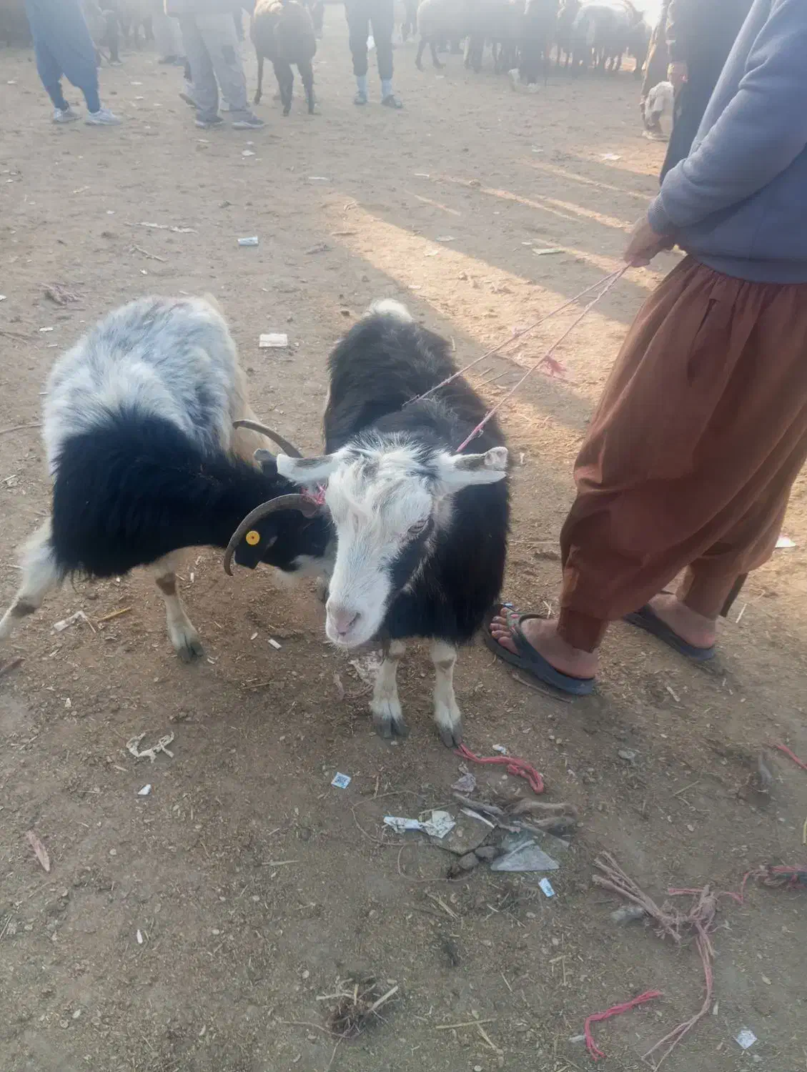 دوتا ماده بز چاق|حیوانات مزرعه|گنبد کاووس, |دیوار