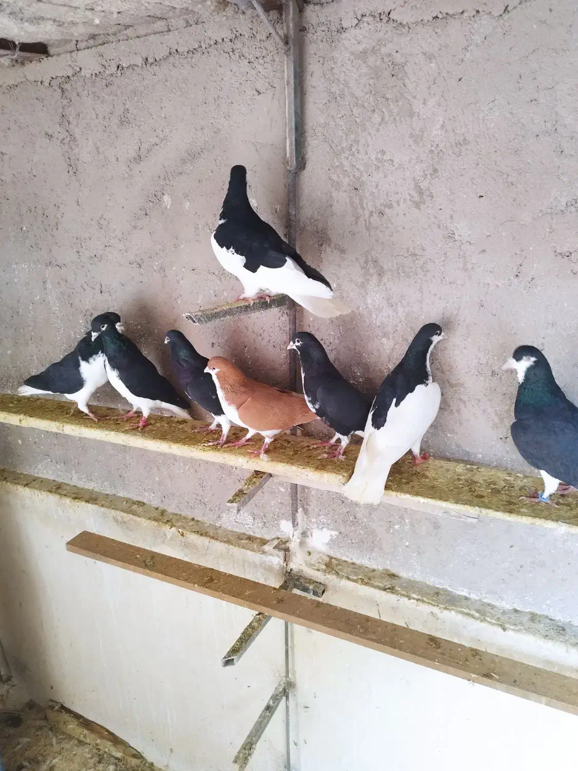 کبوتر خوش رنگ|پرنده|قزوین, |دیوار