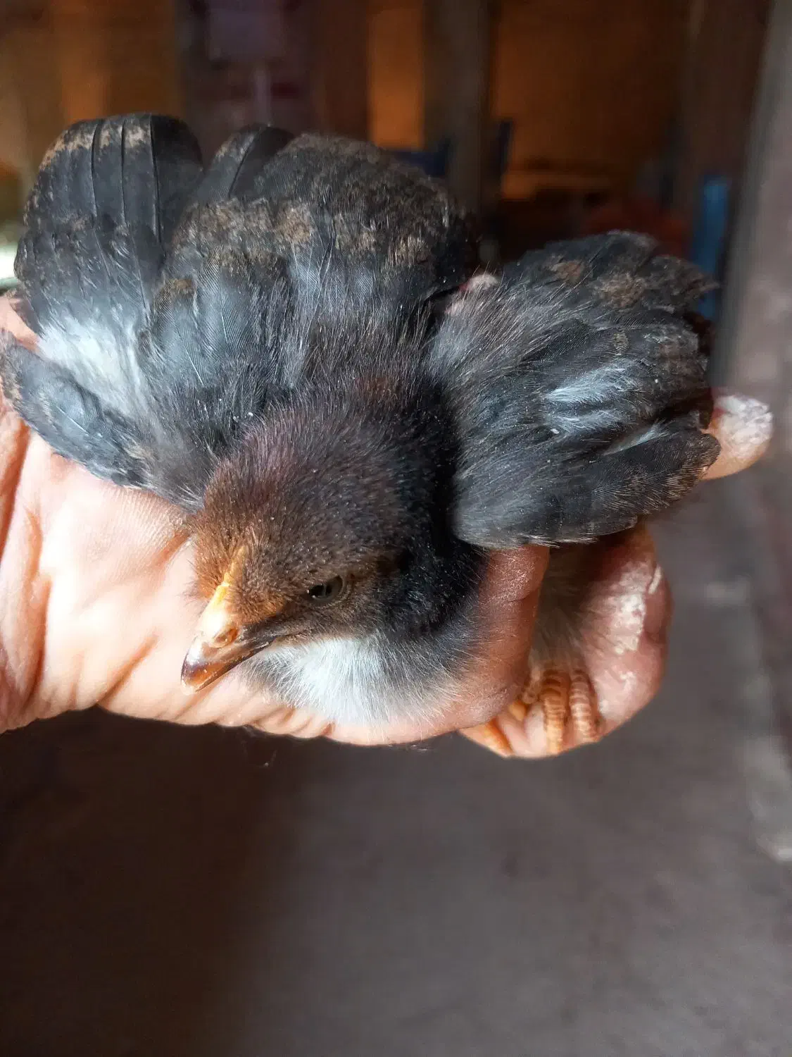 جوجه محلی اصل تضمینی|حیوانات مزرعه|فیروزآباد (فارس), |دیوار