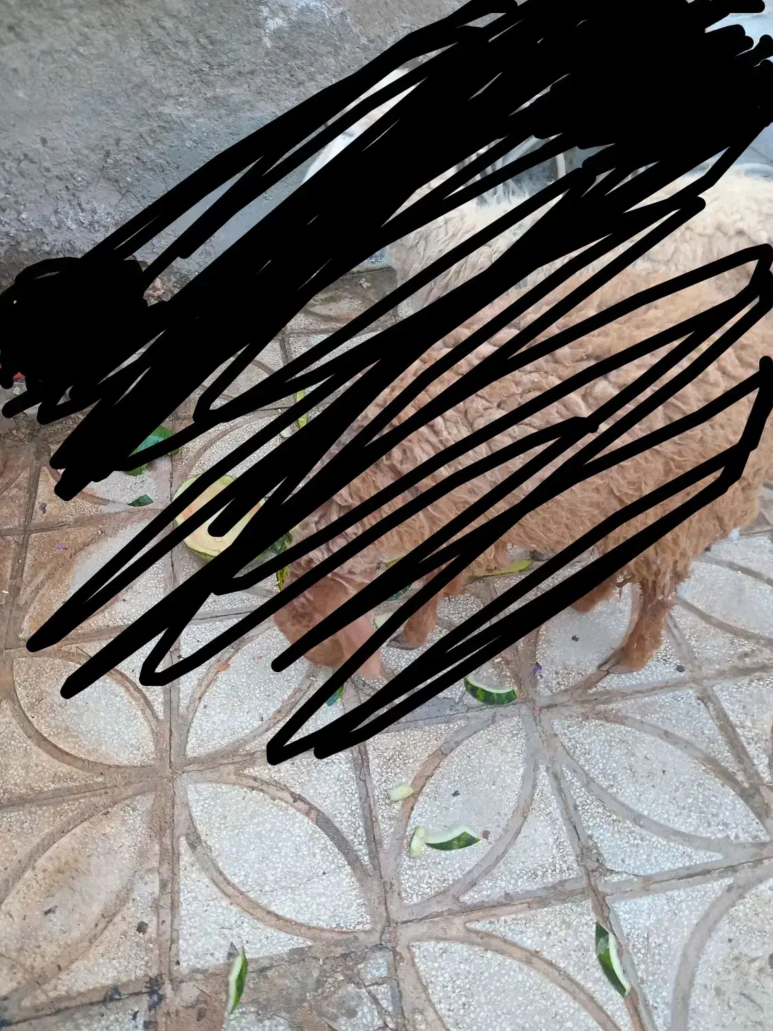 بره نره میش داشتی|حیوانات مزرعه|سبزوار, کوی بهار|دیوار