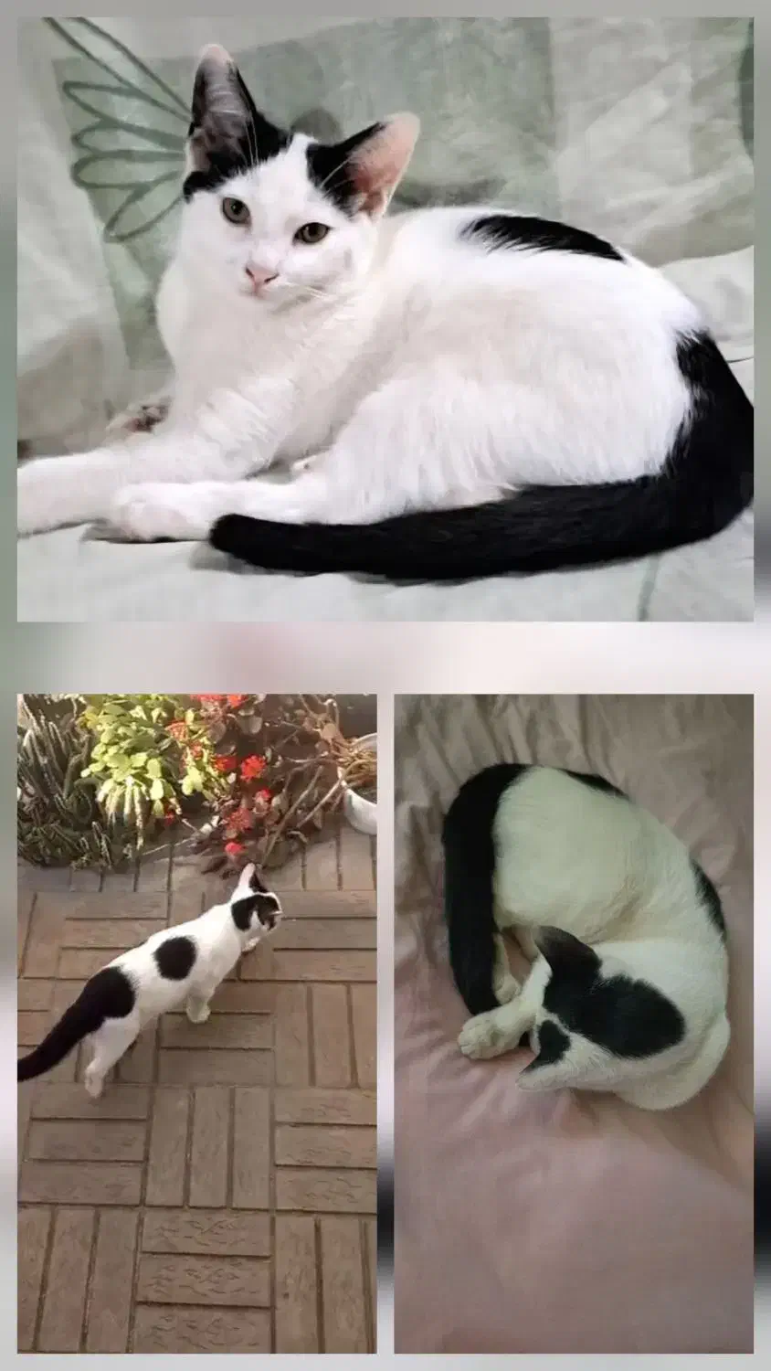 گربه گم شده|حیوانات|رشت, یخسازی|دیوار