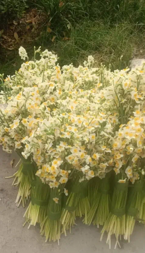 فروش گل نرگس فقط ۴۳۰|گل و گیاه طبیعی|شیراز, کاراندیش|دیوار