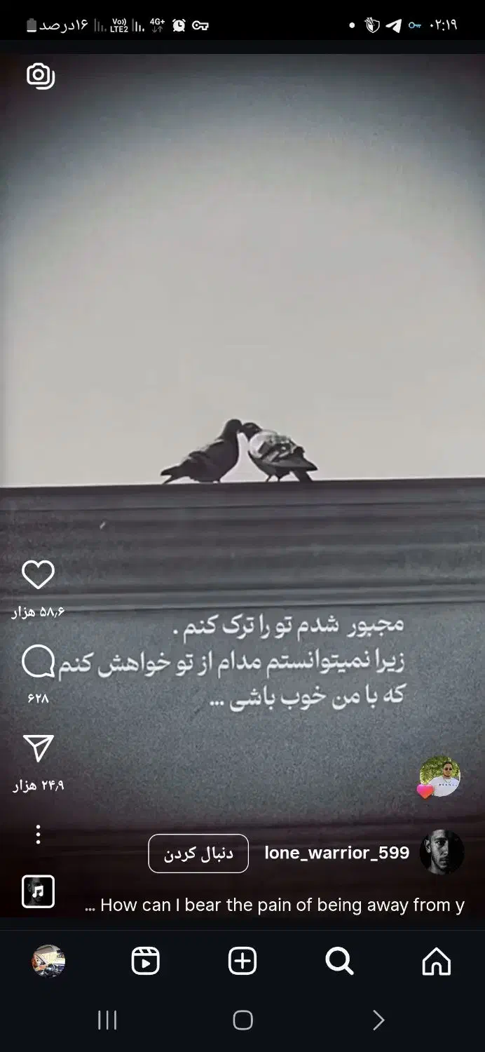 زاغ گمشده در کشاورز|پرنده|مشهد, نوید|دیوار